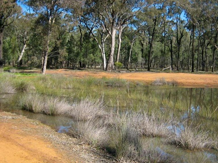 Two Dams picnic area, Ben State Conservation Area. Photo: M Bannerman/NSW Government