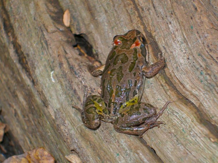 Barking Marsh Frog, Two Dams picnic area, Beni State Conservation Area. Photo: R Hurst/NSW