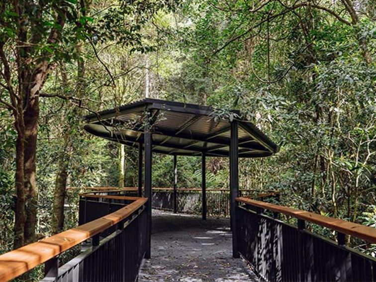 Walk with the Birds boardwalk, Dorrigo National Park. Photo: Jay Black &copy; DPE