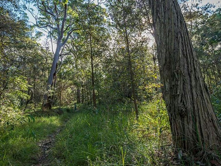 Wallumatta loop trail, Wallumatta Nature Reserve. Photo: John Spencer &copy; DPIE