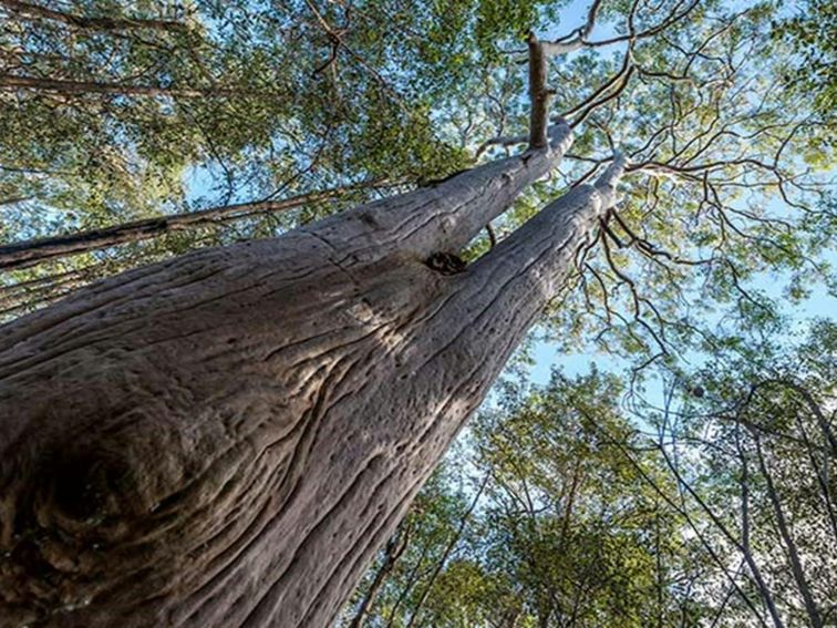 Towering trees, Wallumatta Nature Reserve. Photo: John Spencer &copy; DPIE