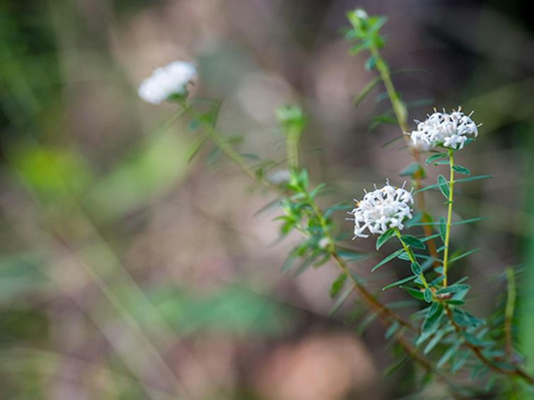 Wildflowers, Wallumatta Nature Reserve. Photo: John Spencer &copy; DPIE