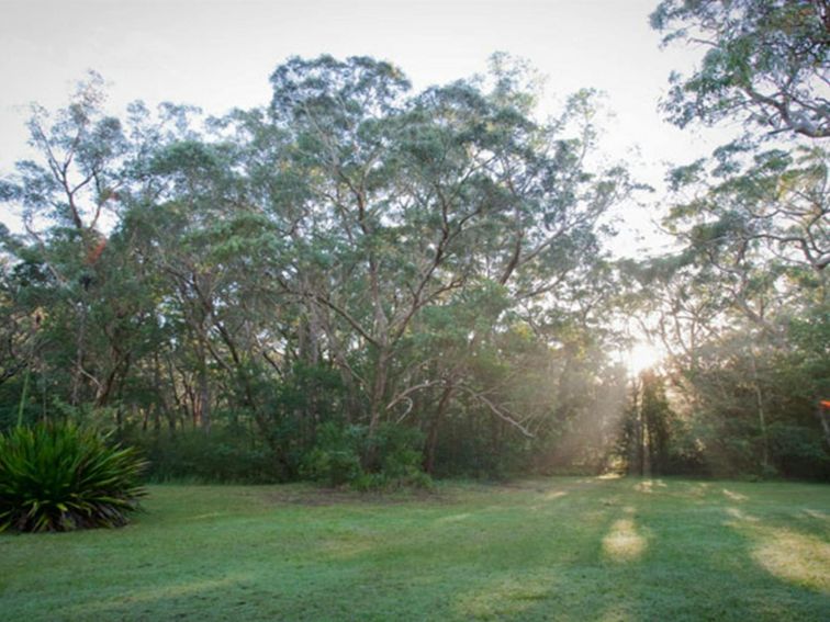 The sun shining through trees at Waterfall Flat picnic area in Royal National Park. Photo: Nick