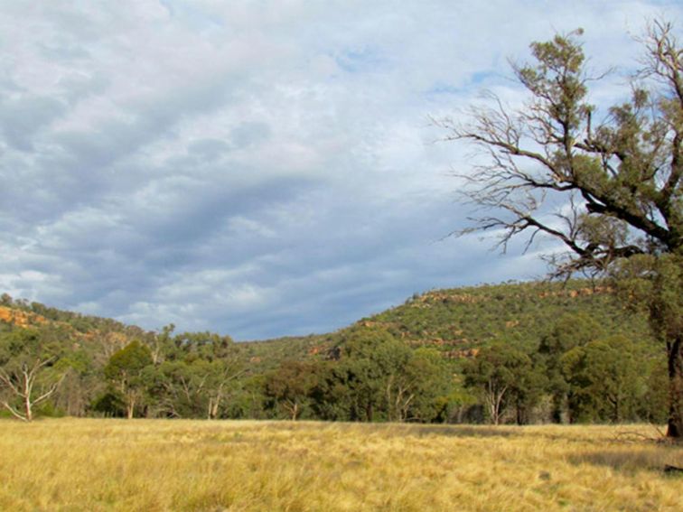 Berthas Gully Track, Weddin Mountains National Park. Photo: M Cooper/NSW Government