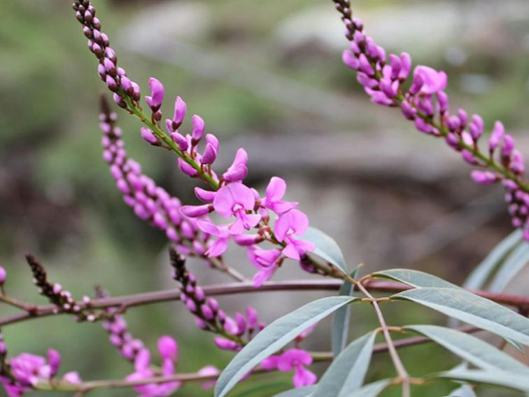 Basin Gully Wildflowers, Weddin Mountains National Park. Photo: C Davis/NSW Government