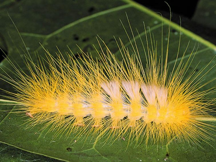 Wingham Brush Nature Reserve, fuzzy grub. Photo: NSW Government