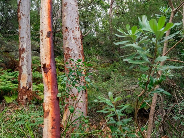 Trees and native vegetation, Wolli Creek Regional Park. Photo: John Spencer &copy; DCCEEW