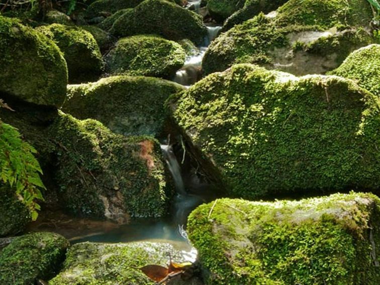 Moss, Wolli Creek Regional Park. Photo: John Spencer