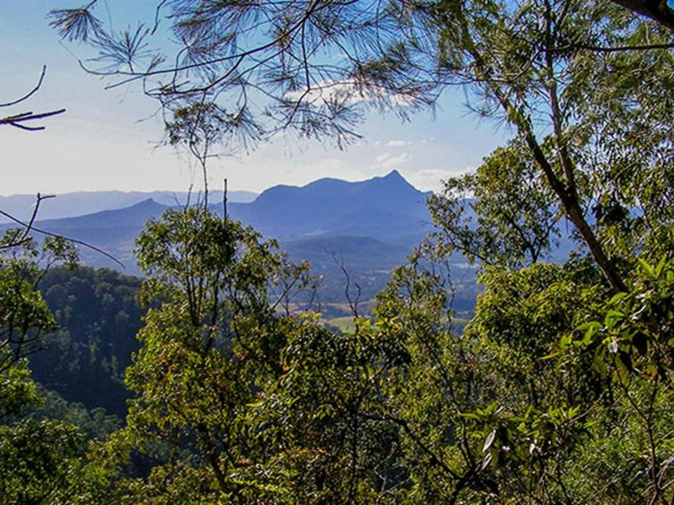 View through trees to Wollumbin (formerly Mount Warning) in Wollumbin National Park. Photo: Brian