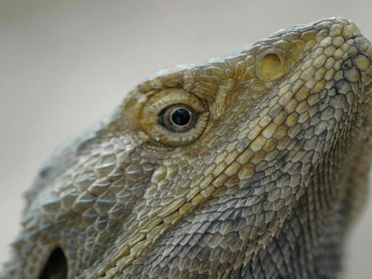 Bearded Dragon, Yengo National Park. Photo: Jeff Betteridge/NSW Government