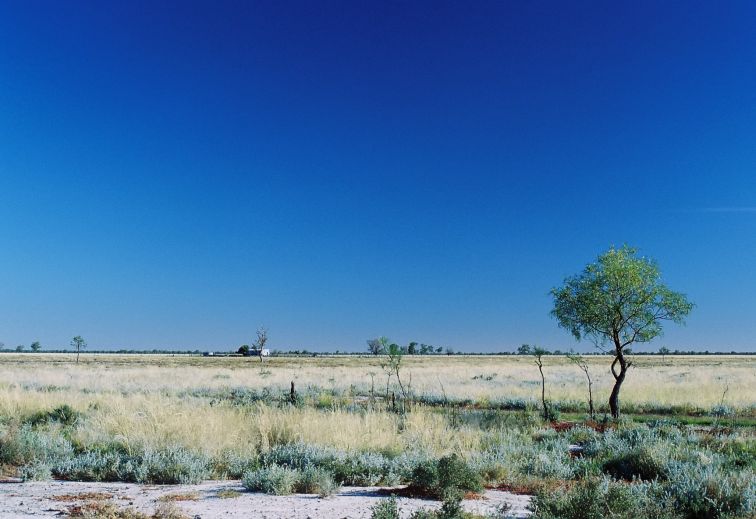 looking across the sparce landscape of Goodooga