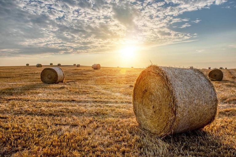 Bales of hay in a field