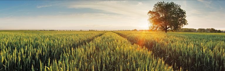 Sunrise over a field of crops 