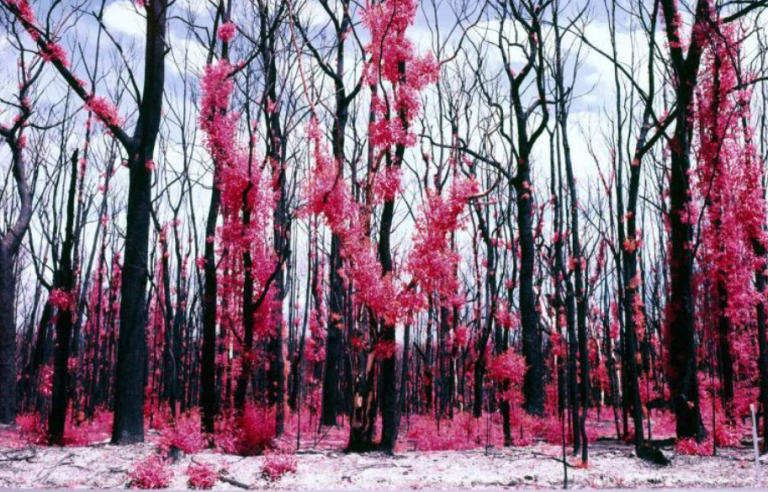 Bushfire regrowth on burnt trees