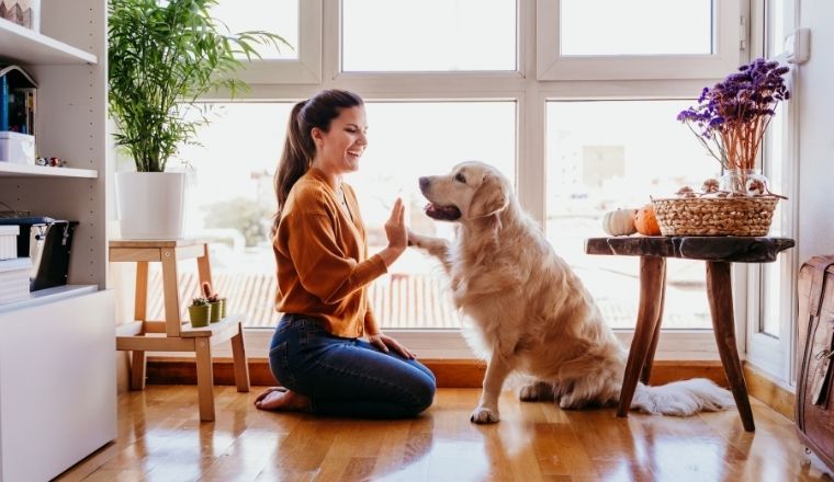 A woman kneeling down giving a high five to her golden retriever dog.