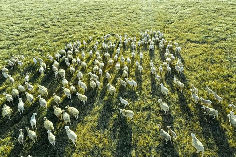 an aerial view of a flock of sheep in a green paddock