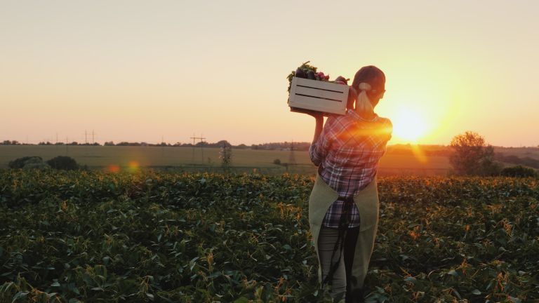  woman farmer sunset