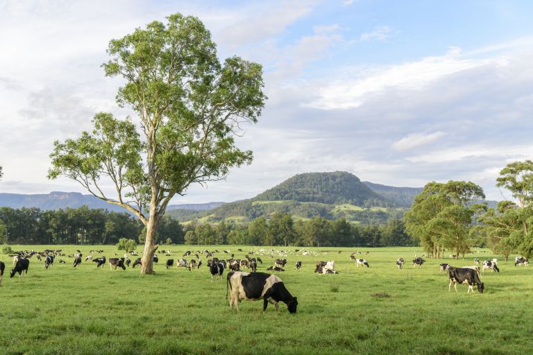 Dairy cattle herd in paddock