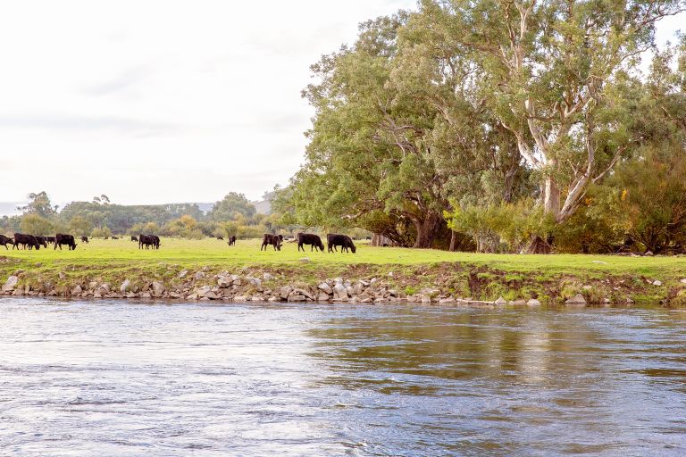 Grants cattle grazing on land next to river