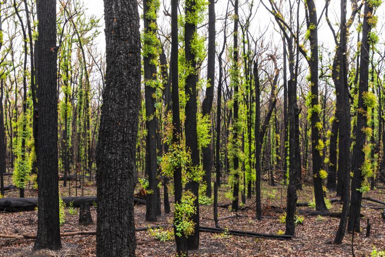 Trees regrowing after bushfire