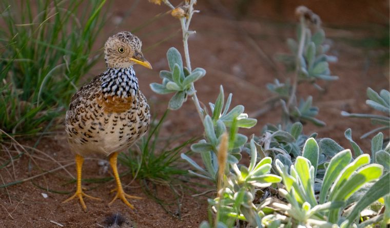 Plains-wanderers are a small, ground-dwelling bird that is particularly vulnerable to threats such as foxes and feral cats