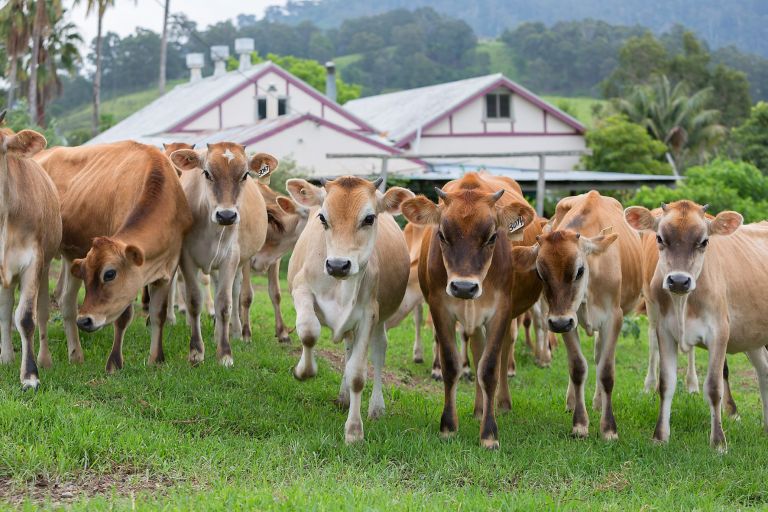 Group of brown dairy cows on green farmland in front of farmhouse and rolling hills