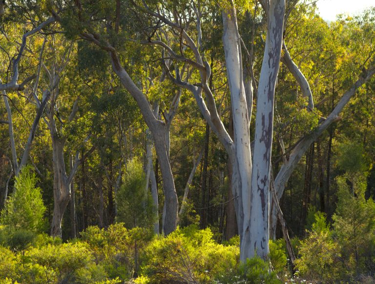 Australian bushland trees