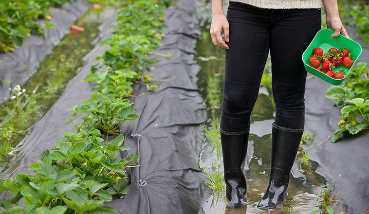 NSW flooding farmers disaster declarations