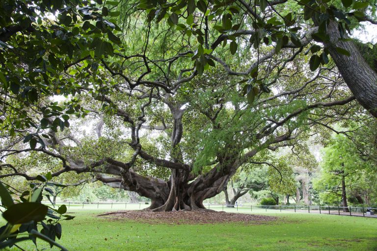 Image of Royal Botanic hero