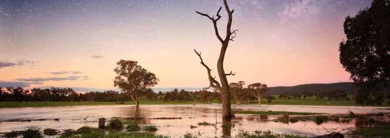 Three trees by some water at sunset