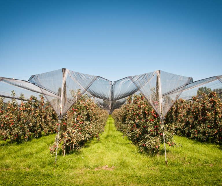 Netting over apple trees.