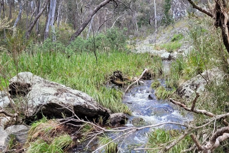 Image of a creek running through tall grass