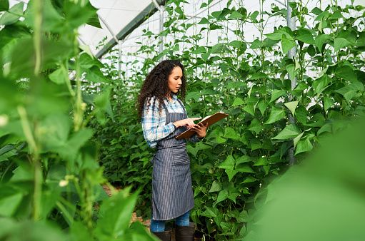 Market gardener in green house checking clipboard