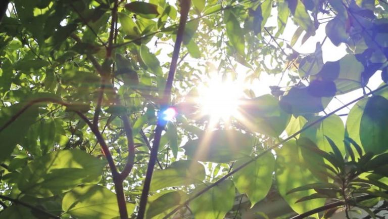 A photo of light filtering through leaves in a woodland.