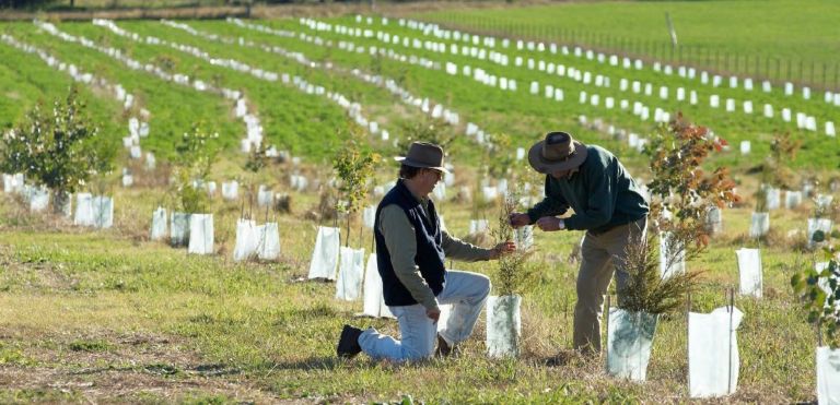 Two men plant a sapling among a row of trees as part of a land regeneration project. 