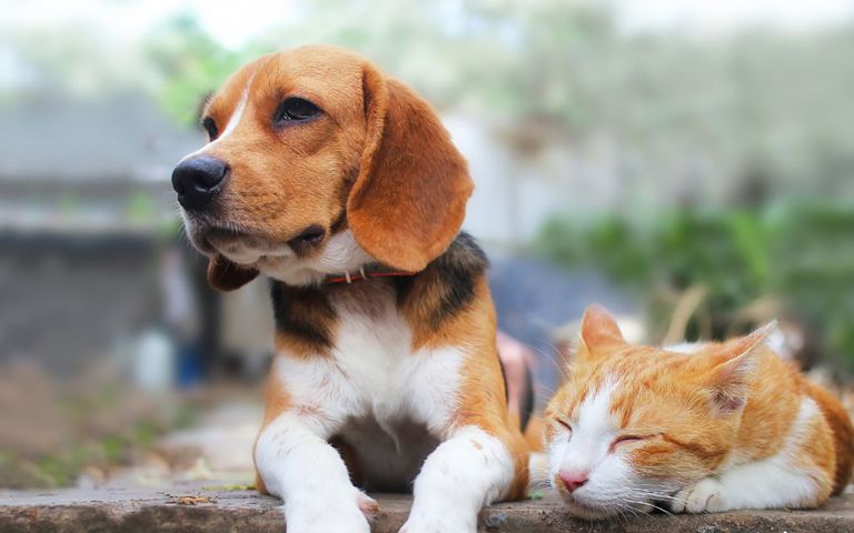 Dog and cat sitting on a wall