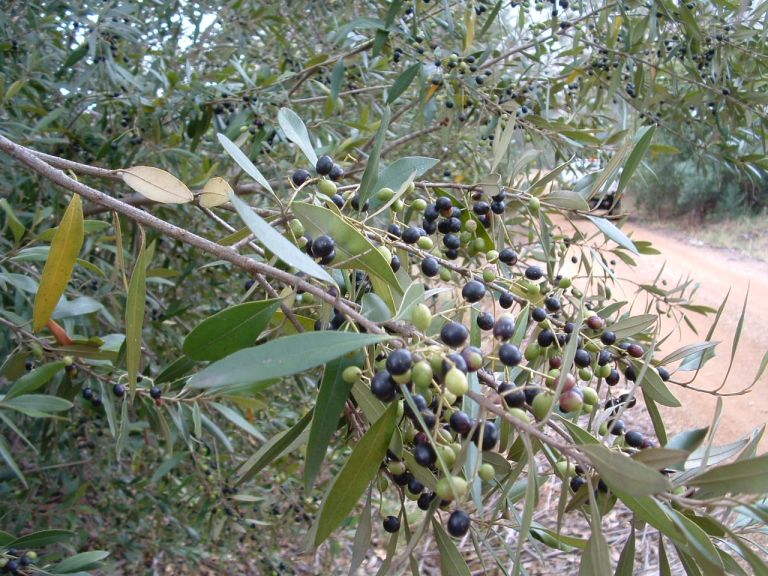 African Olive Tree