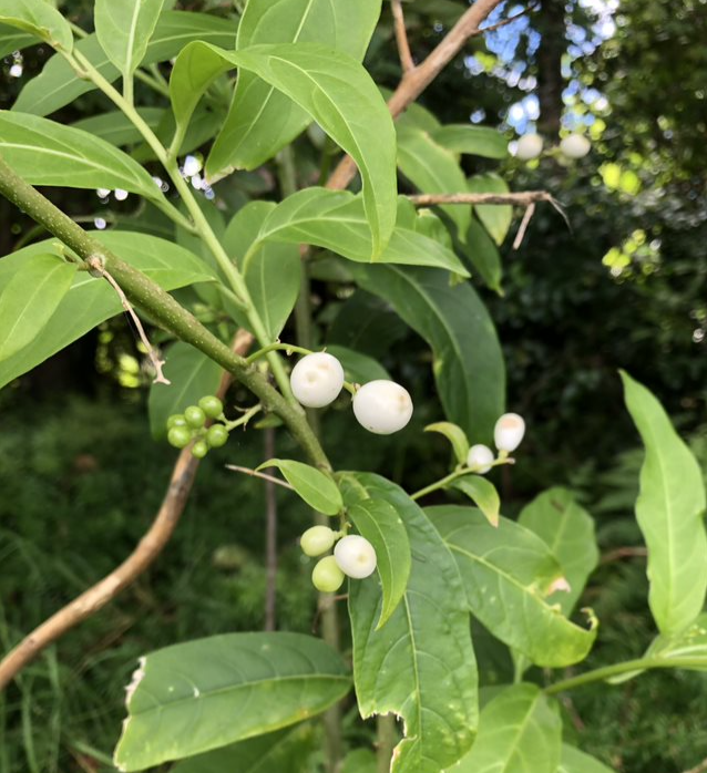 Lady of the Night Weed close up with Fruit