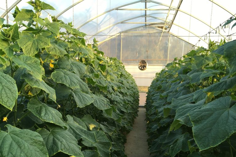 A photo of a cucumber crop inside a large greenhouse. 