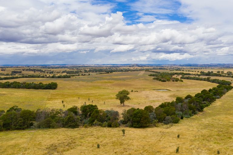 Photograph of a line of trees and vegetation dividing grassland.