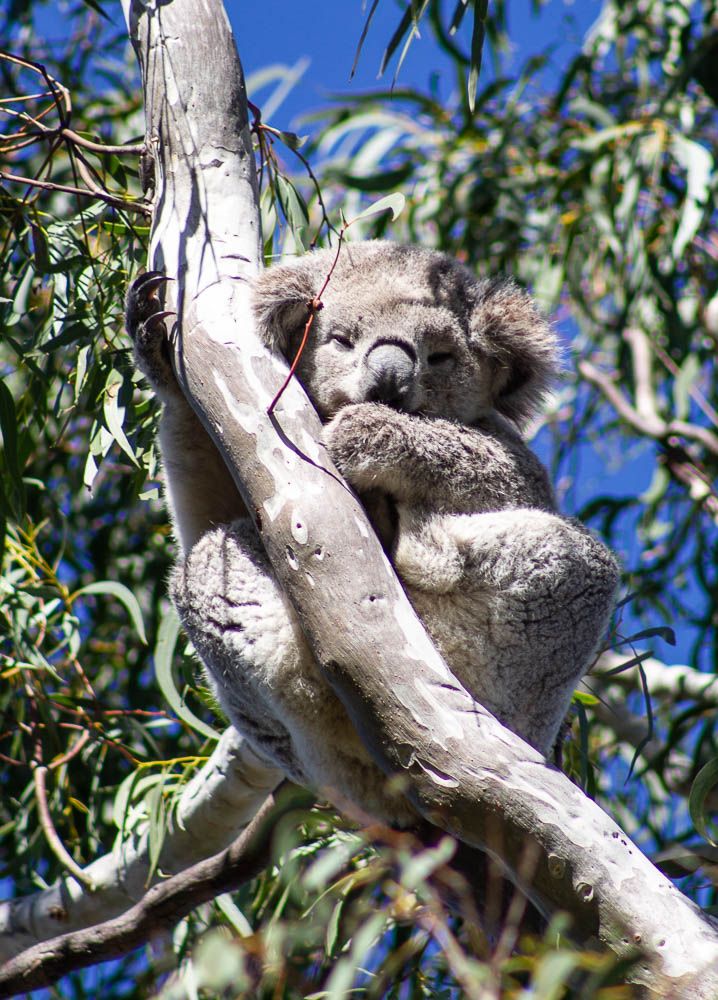 Koala resting in a home range tree in the Numeralla area. Credit: Kirrily Gould 2021