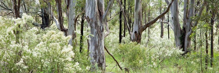 Cumberland Plain Conservation Plan Research Grant