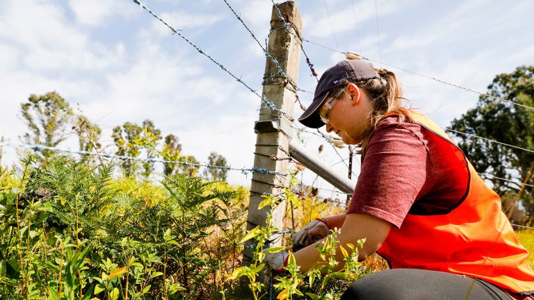 blazeaid volunteer fixing a barbwire fence