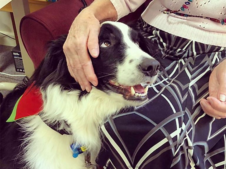 border collie therapy dog getting pats from an elderly woman