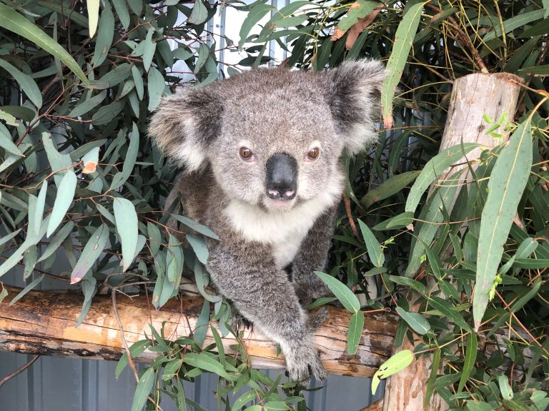 Imogen the Koala resting on a branch