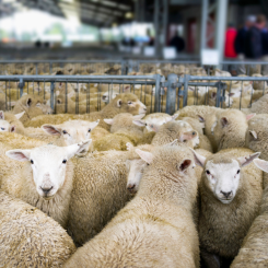 Sheep in saleyards