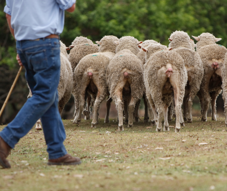 Stock and Station Agent with flock of sheep