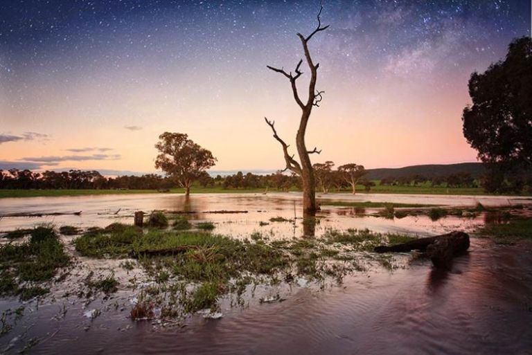 A few gum trees in an open area with water laying on the ground