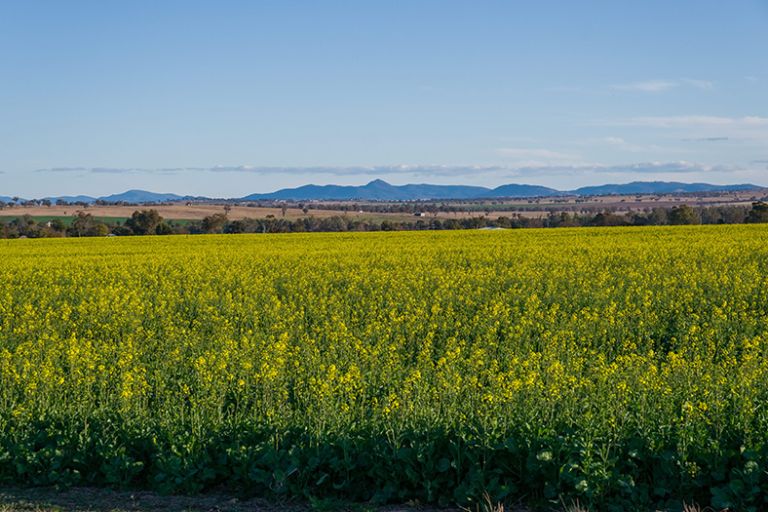 Canola fields in Gunnedah NSW