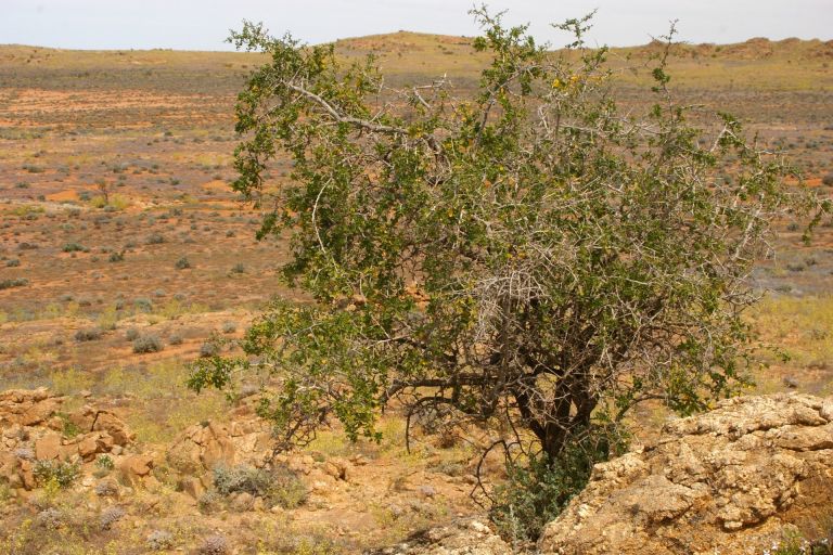 African boxthorn (Lycium ferocissimum), also known as box-thorn, boxthorn, Cape boxthorn is part of the Solanaceae family. Image credit: Barry Collier/DPE.